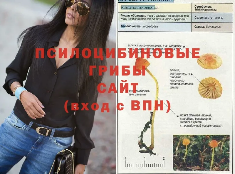 Галлюциногенные грибы Psilocybe  Димитровград 