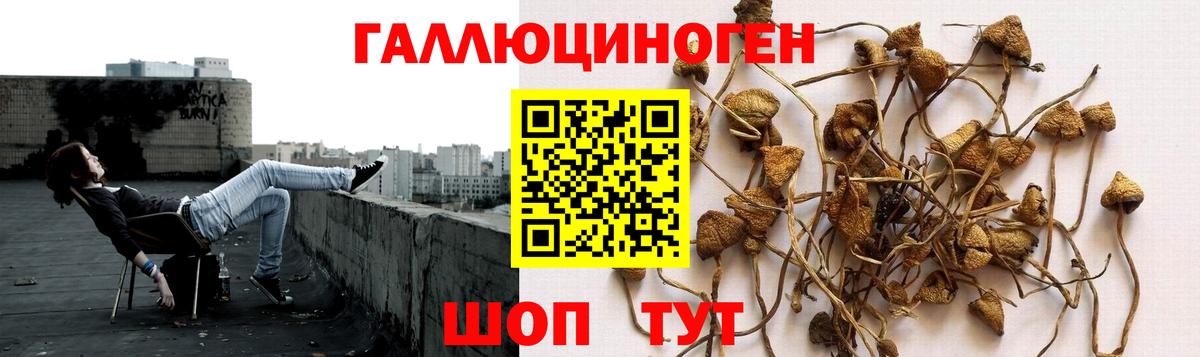 Димитровград  Псилоцибиновые грибы Cubensis  Вход с VPN 