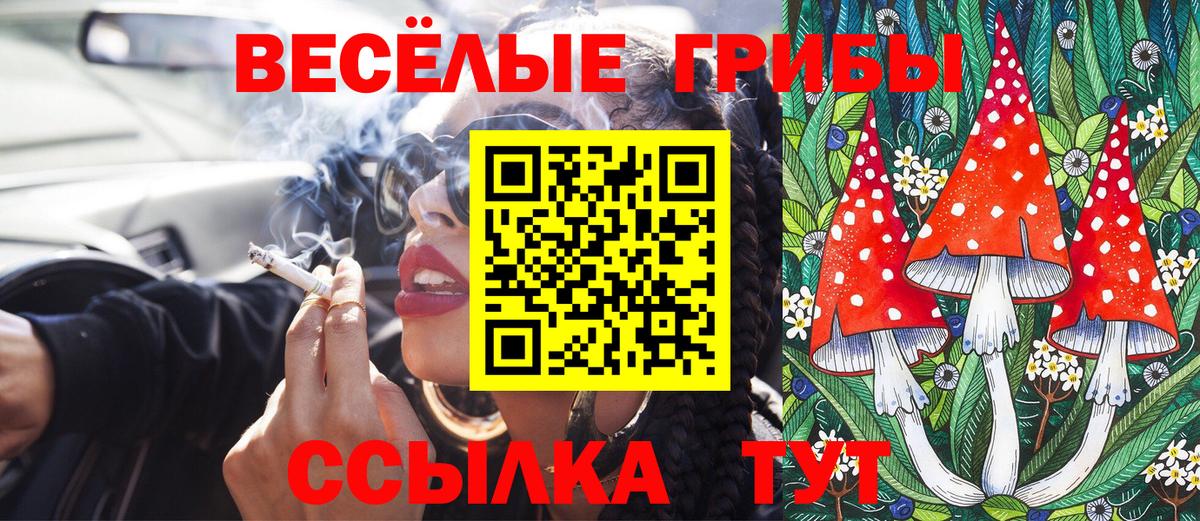 Псилоцибиновые грибы Psilocybe Димитровград